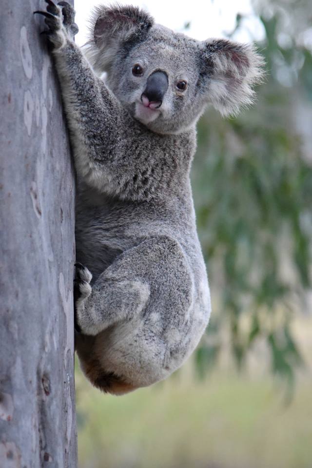 Annies Widgee koala Honey Bear