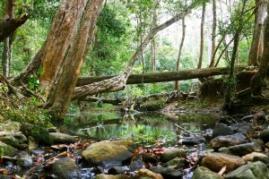 Mary River Catchment Coordinating Committee
