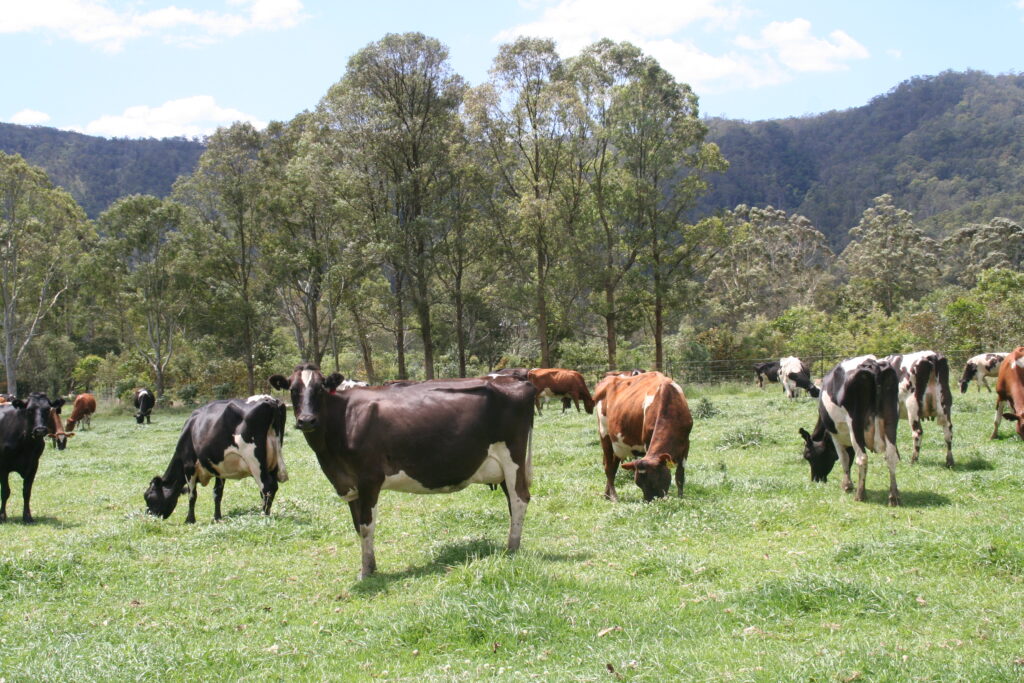 What to do with Moo Poo - Dairy Effluent Best Management Practice ...